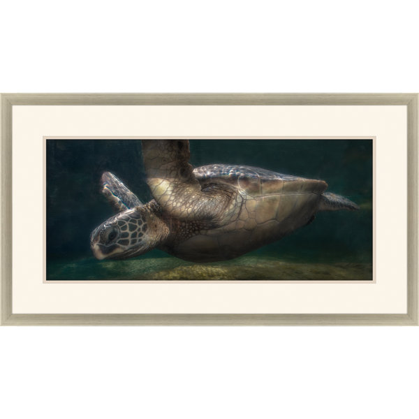 Paragon Sea Turtle Framed On Paper by Stelfox Print Wayfair Canada